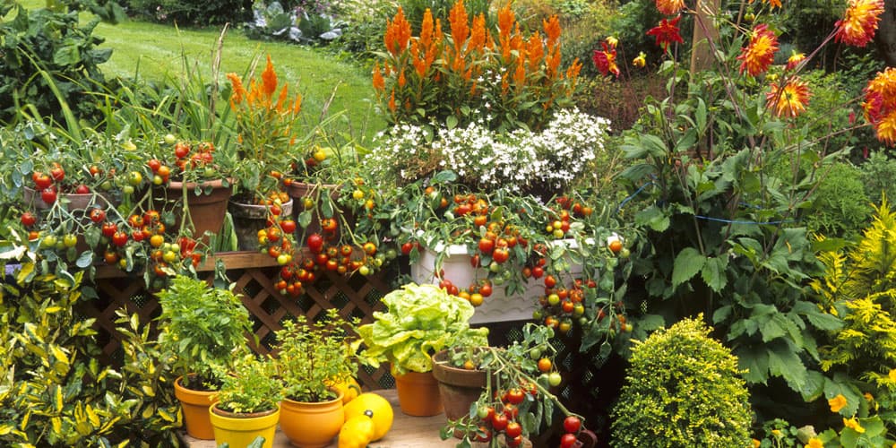 How to Create a Low-Maintenance Garden